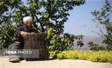 چیدمان مهندسی کشمش بر سینه بام خانه باغ های کردستان