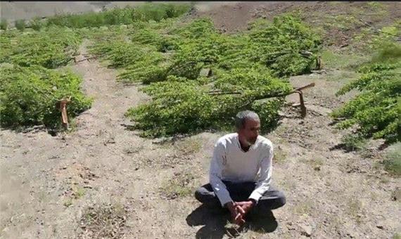 هزار سودای درختان سو سنندج