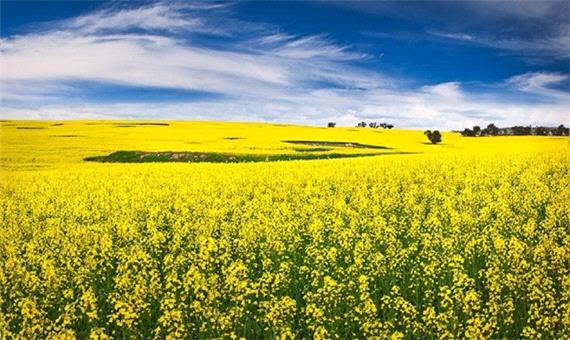 پیش بینی تولید یک هزارو 503 تن کلزا در شهرستان کرمانشاه
