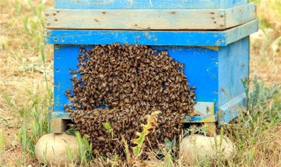 خشکسالی موجب خسارت به کلنی‌های کرمانشاه شده است
