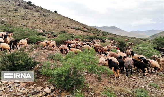 طرح مدیریت چرا و کنترل دام در 19 روستای سقز اجرا شد