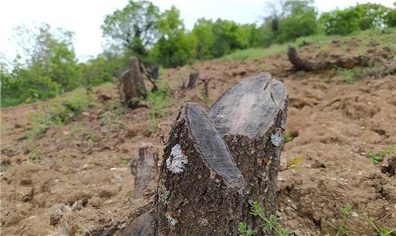 عاملان قطع درختان در مریوان شناسایی شدند