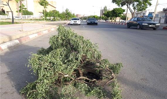 دام منهول‌ها در سنندج