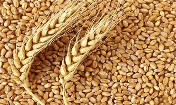 برداشت و خرید تضمینی گندم در کردستان آغاز شد