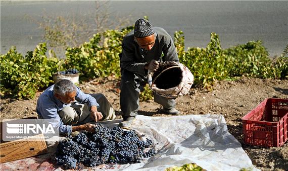 کشاورزی، محور صادرات در کردستان