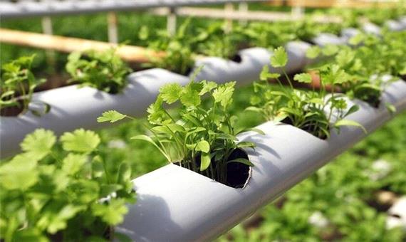 سرمایه گذاری در بخش صنایع تبدیلی از نیازهای مهم کشاورزی کردستان است