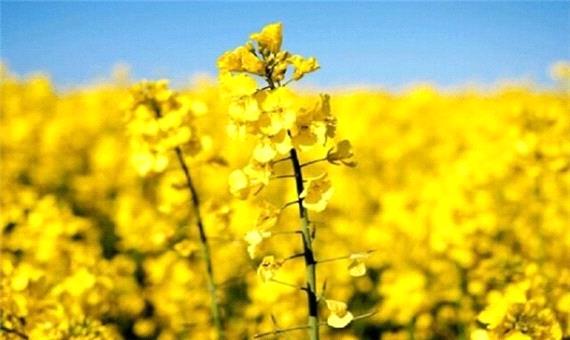 پیش بینی کشت 150 هکتار دانه روغنی کاملینا در کرمانشاه