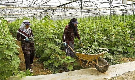 برداشت خیار از سطح 24 واحد گلخانه‌ای فعال