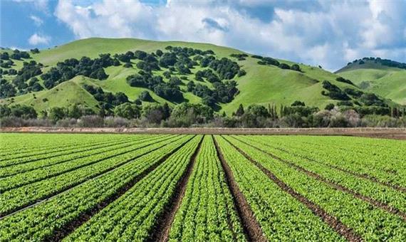 ایجاد 10 مزرعه الگویی طرح جهش تولید در دیم‌زارهای کردستان