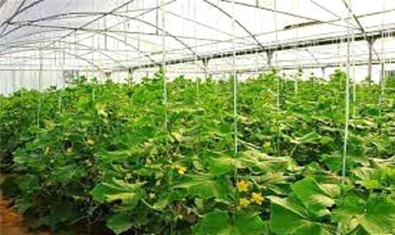 نهضت احداث گلخان های در کردستان با تمام توان ادامه دارد