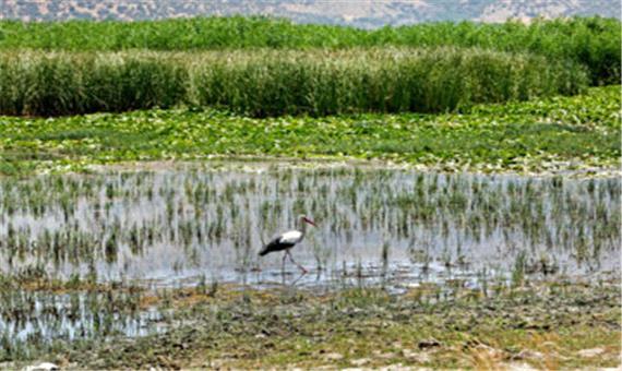 حفاظت از تالاب زریبار با اجرای طرح الگوی کشت