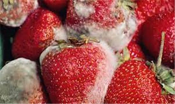 شناسایی گونه جدید ویروس توت فرنگی توسط محققان دانشگاه کردستان