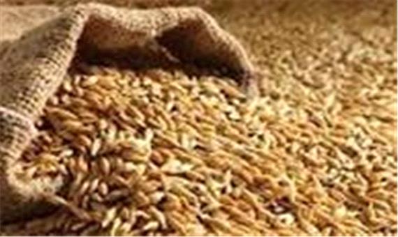 کرمانشاه در جایگاه نخست نخست تولید جو در کشور