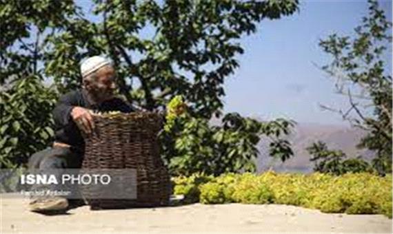 چیدمان مهندسی کشمش بر سینه بام خانه باغ های کردستان
