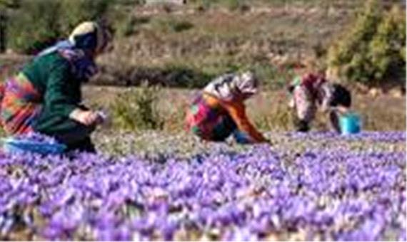 آغاز برداشت زعفران از مزارع شهرستان اسلام آباد غرب