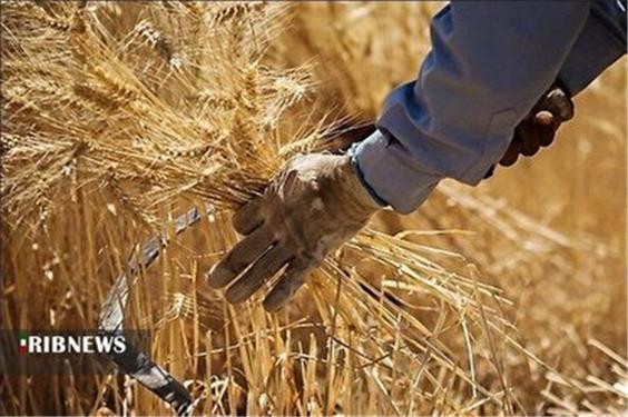 آغاز پرداخت مطالبات گندم کاران ، واریز 51 درصد پول گندم خریداری شده به حساب کشاورزان