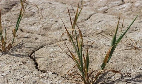 تازیانه خشکسالی بر تن کردستان