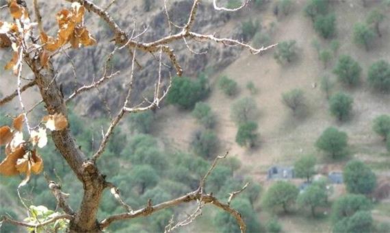 خشکسالی جنگل‌های زاگرس را تهدید می‌کند