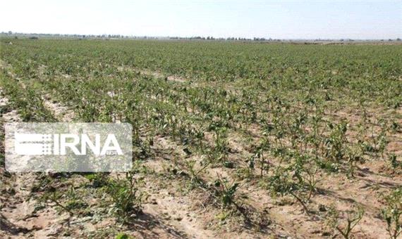 خشکسالی چهار هزار و 300 میلیارد تومان به کشاورزی کرمانشاه خسارت زد