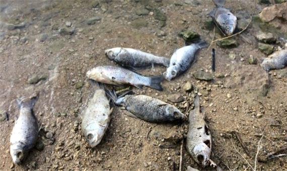 «خشکسالی» حیات را از ماهی‌های روخانه کنگرشاه صحنه گرفت