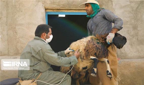 واکسیناسیون دامی ضد طاعون در کردستان به طور کامل انجام شد
