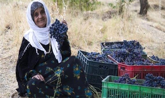 انگور دیم مریوان، طلای سیاه کردستان/پیش‌بینی برداشت 126 هزار تن انگور دراستان