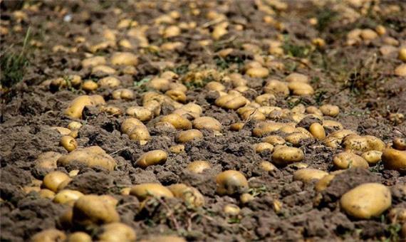 کشت سیب زمینی در سطح 2 هزار و 882 هکتار از راضی کشاورزی شهرستان کرمانشاه