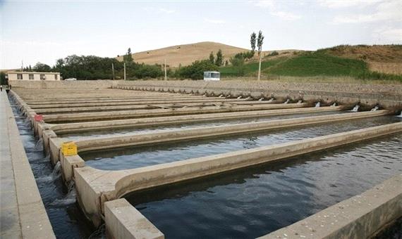 سالیانه بیش از یک میلیون قطعه ماهی زینتی در کردستان تولید می شود