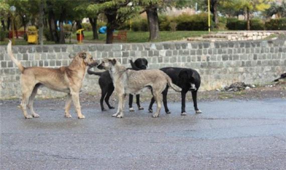 جولان سگ‌های ولگرد در سنندج/ وحشتی که دل شهروندان را چنگ می زند