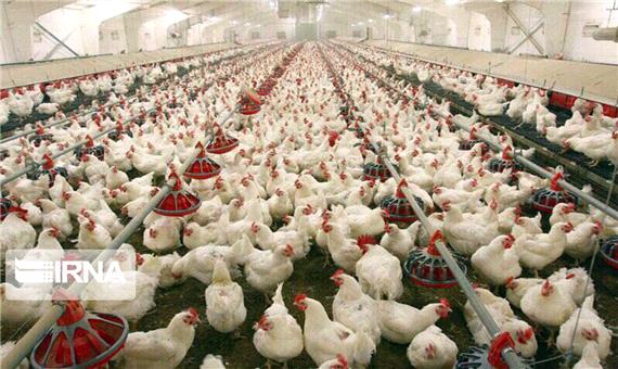 بیش از 51 هزار تن گوشت مرغ در کردستان تولید شد
