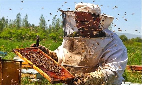 تولید عسل در کردستان بر اثر خشکسالی کاهش می یابد