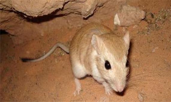 موش‌های صحرایی بلای جان مزارع زعفران رباط‌کریم/ جهاد کشاورزی: کشاورزان با تله‌گذرای جلوی خسارت را بگیرند