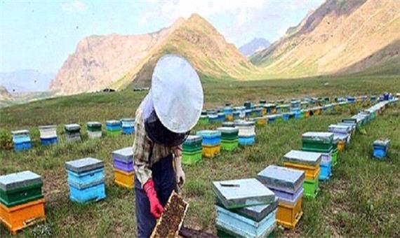 تولید سالانه 1900 تن عسل در کردستان/فعالیت 7600 زنبوردار در استان
