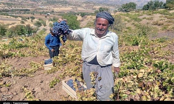 دسترنج انگورکاران کردستان در جیب دلالان؛ کام انگورکاران تلخ شد+ تصویر