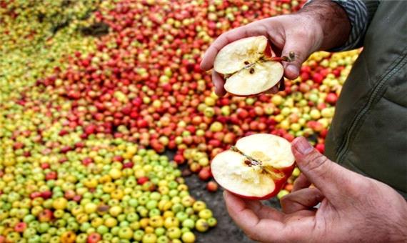 حذف عوارض صادرات سیب به اقلیم کردستان عراق از 15 آبان