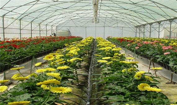 کرمانشاه در مسیر توسعه صنعت گلخانه‌داری