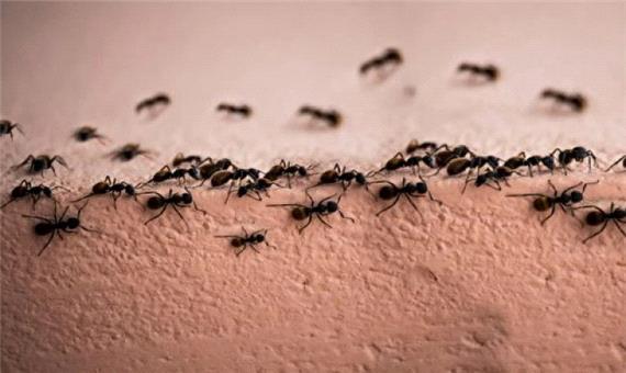 صحنه‌ای نادر از خودکشی جمعی مورچه‌ها