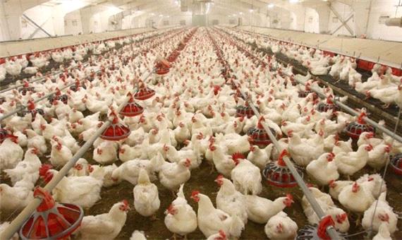 کردستان رتبه هشتم تولید مرغ در کشور را دارد