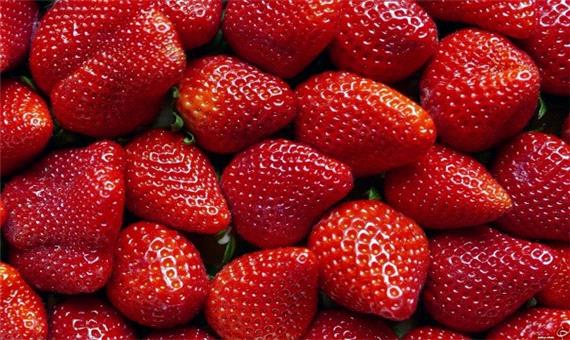 کردستان رتبه اول تولید توت فرنگی در کشور