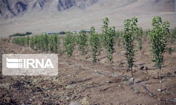 656 هکتار از عرصه‌های منابع طبیعی استان کرمانشاه بذرکاری می‌شود
