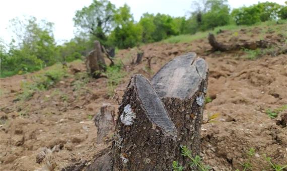 عاملان قطع درختان مریوان شناسایی شدند