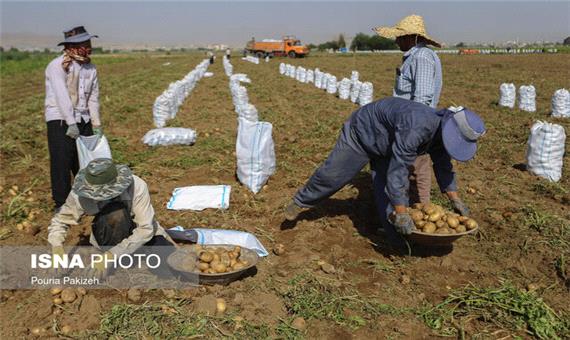 332هزار تن سیب زمینی در کردستان تولیدشد