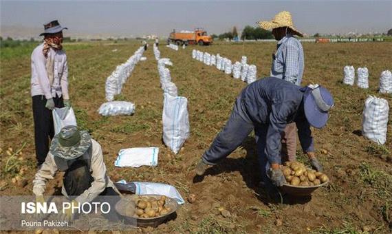 332 هزار تن سیب زمینی در کردستان تولید شد