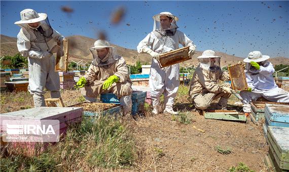 بیش از 2 هزار زنبوردار حرفه‌ای در کردستان فعالیت می‌کنند