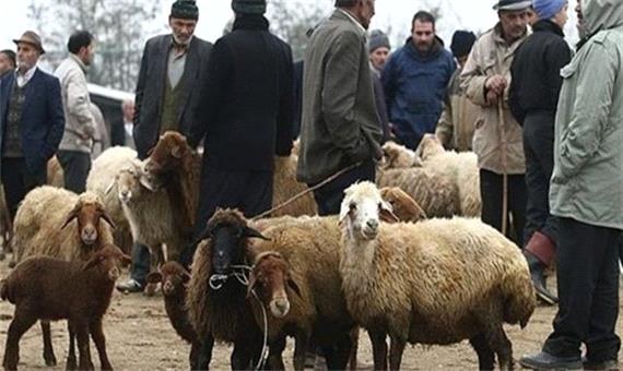 شوک قیمتی در راه بازار گوشت قرمز!/ مسؤولان کرمانشاه: صادرات دام زنده باید متوقف شود