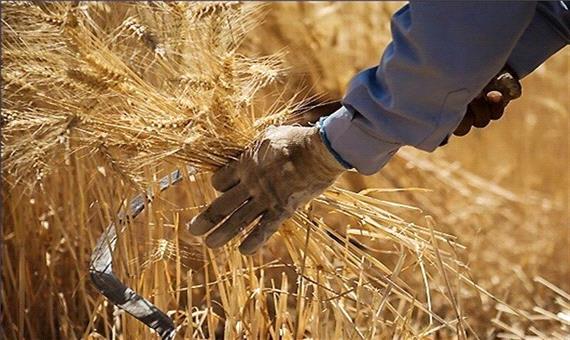 افزایش قیمت خرید تضمینی گندم موجب قطع دست دلالان و قاچاقچیان می شود