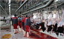بیش از 32 هزار تن گوشت قرمز در کردستان تولید شد