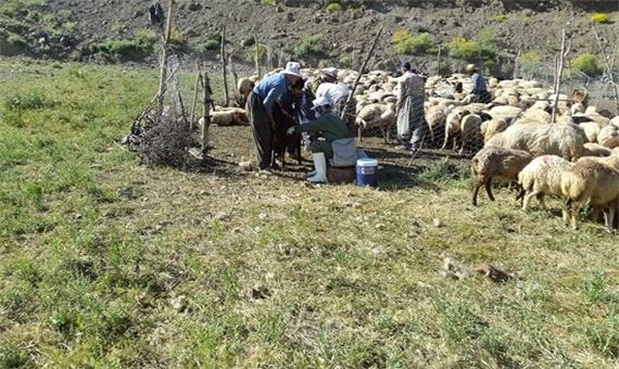 واکسیناسیون دام سبک در کردستان از مرز 800 هزار راس گذشت
