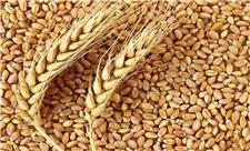 بیش از 35 هزار تن گندم بذری در کردستان خریداری شد