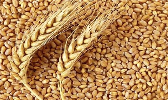 بیش از 35 هزار تن گندم بذری در کردستان خریداری شد